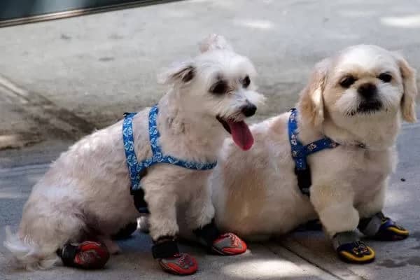 dog shoes for summer