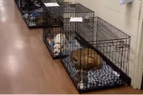 Dog Adoption Baton Rouge 