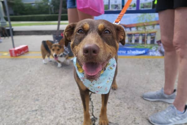 Dog Adoption Baton Rouge