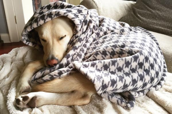 Dog Blanket Sucking 