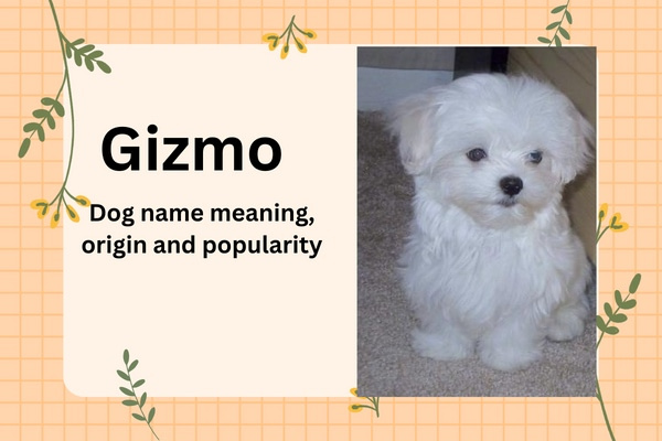 Dog Names That Start With G 