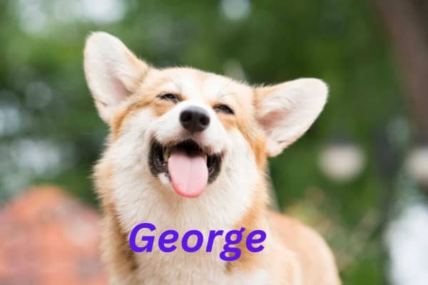 Dog Names That Start With G