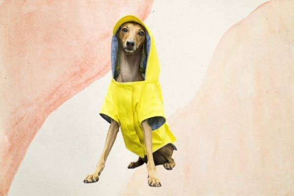 Doggie Raincoat 