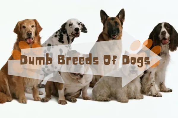 Dumb Breeds Of Dogs