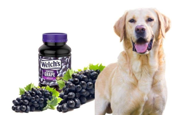 Dog ate sales grape jelly