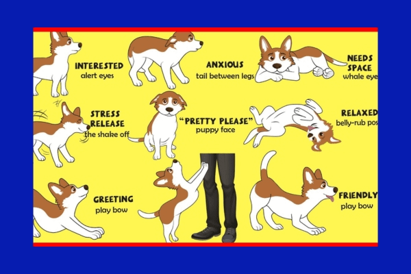 How Your Dog Understands You