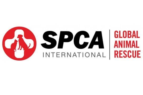 SPCA: The leading organization for animal welfare
