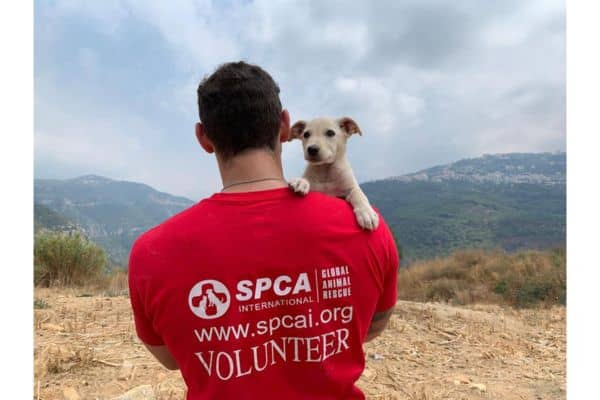 SPCA The leading organization for animal welfare