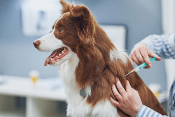 Dog Behavior Changes After Vaccination