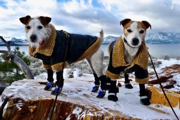 Dog Snow Suit