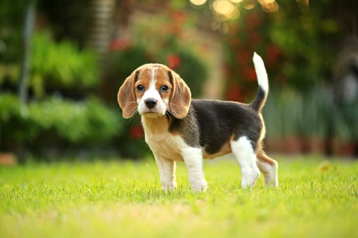 Beagle Boxer Mix Puppy