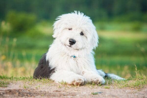 Old English Sheepdogs