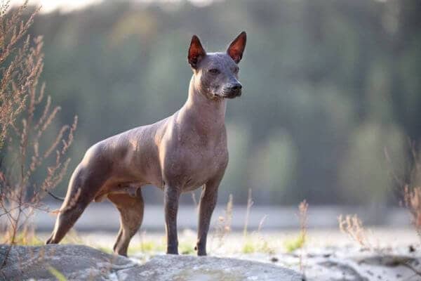 Xolo Dog - Mexican Hairless Dog