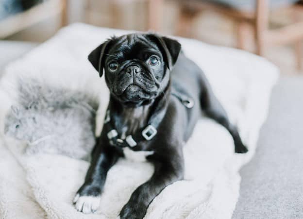 Black pug puppy
