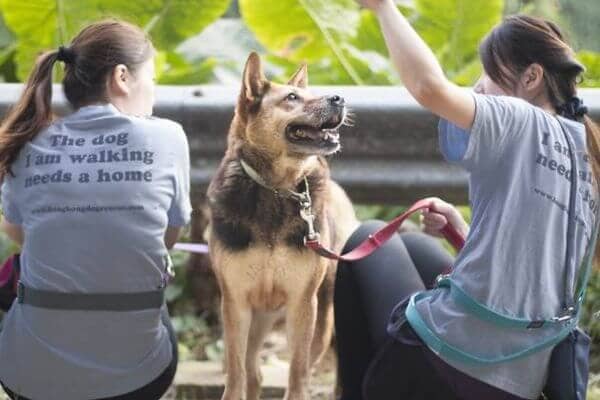 SPCA Long Beach - Bone Voyage Dog Rescue