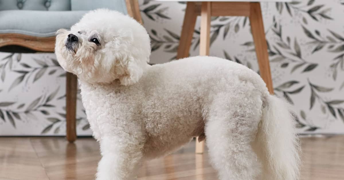 Bestow bichons sale